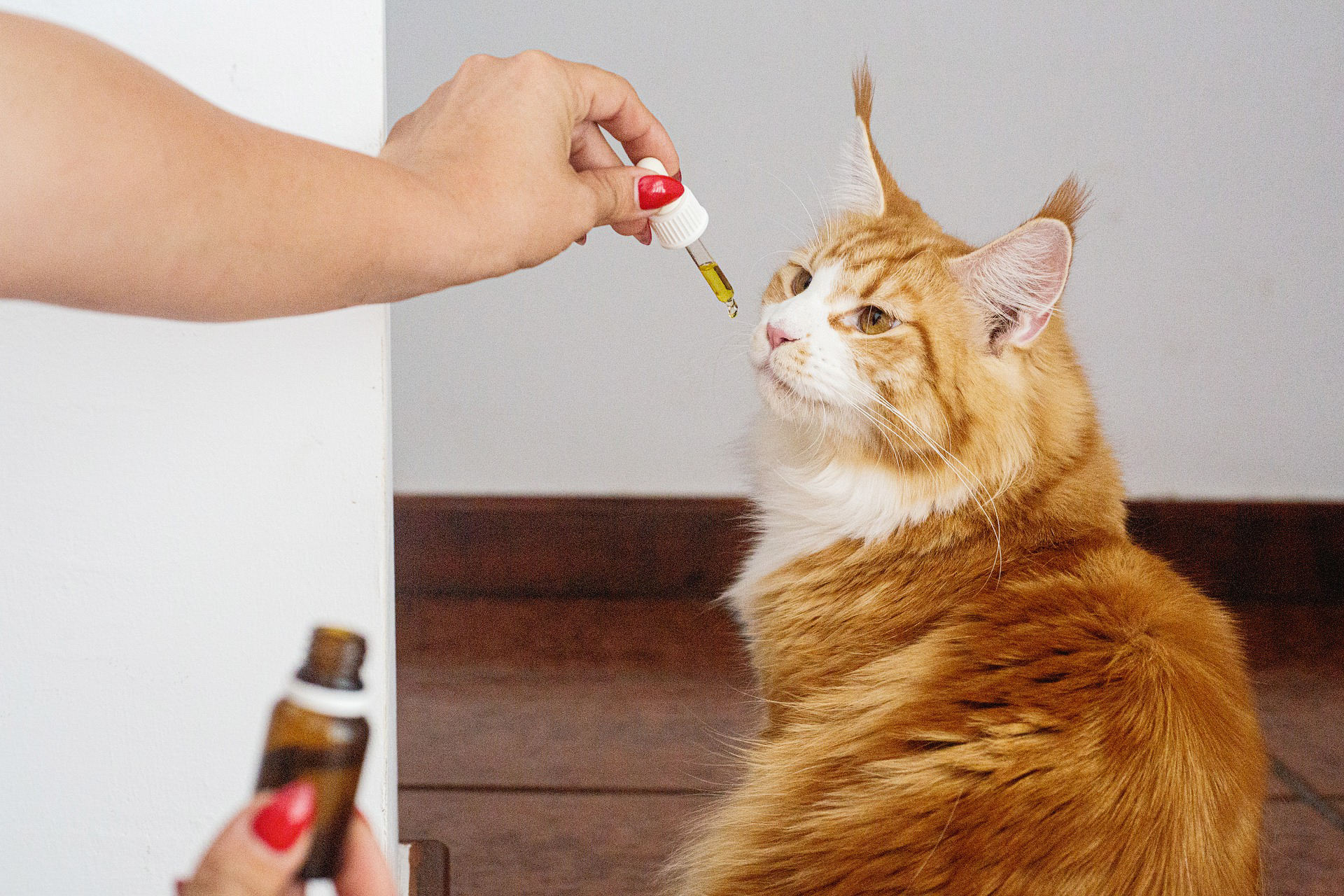 CBD For Cats-Why Should You Try It?