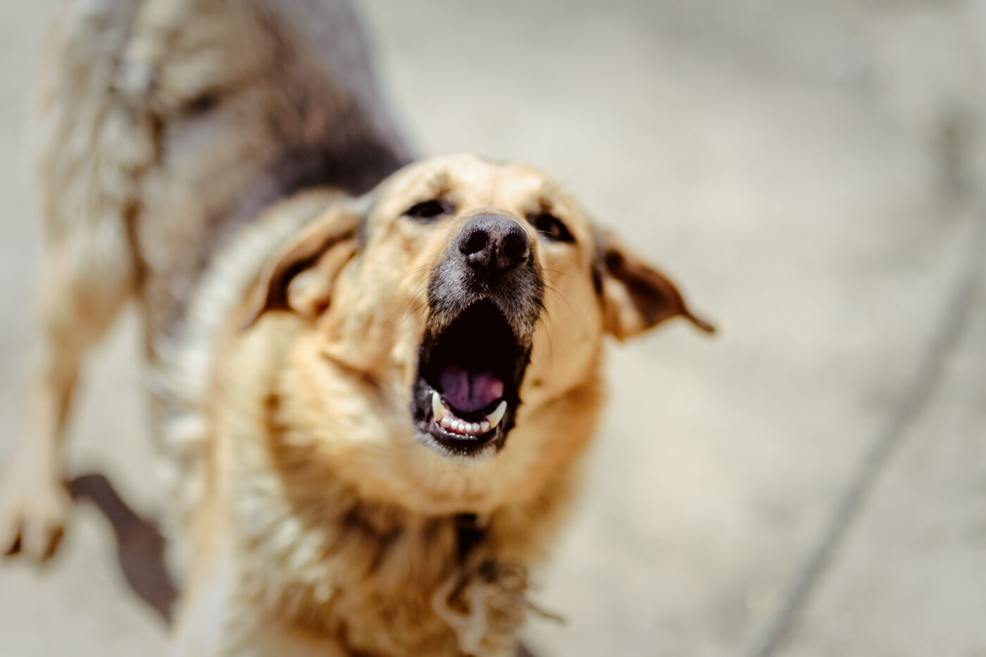 Barking Good Health: Exploring The Advantages Of CBD Dog Treats