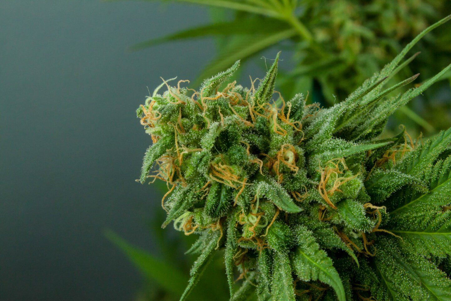 How to Create a Business Plan for Your Dispensary?