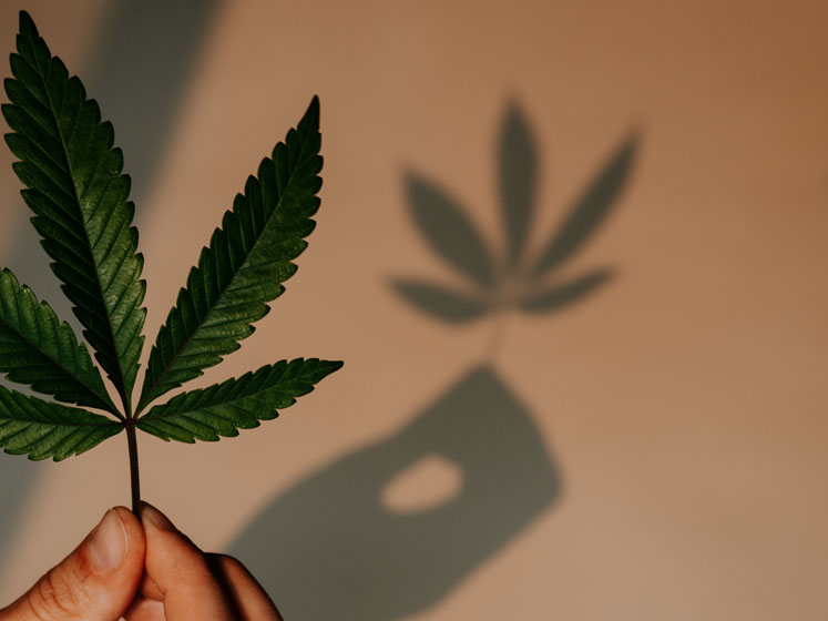 Exploring The Innovation Driving The Next Generation Of CBD Products